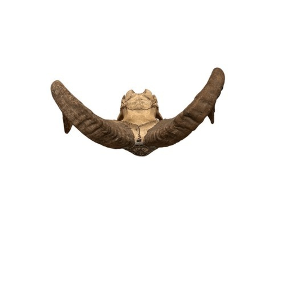 Sacred Vintage Native American Butte County Hand Painted OOAK Big Horn Ram Skull - Picture 7 of 8